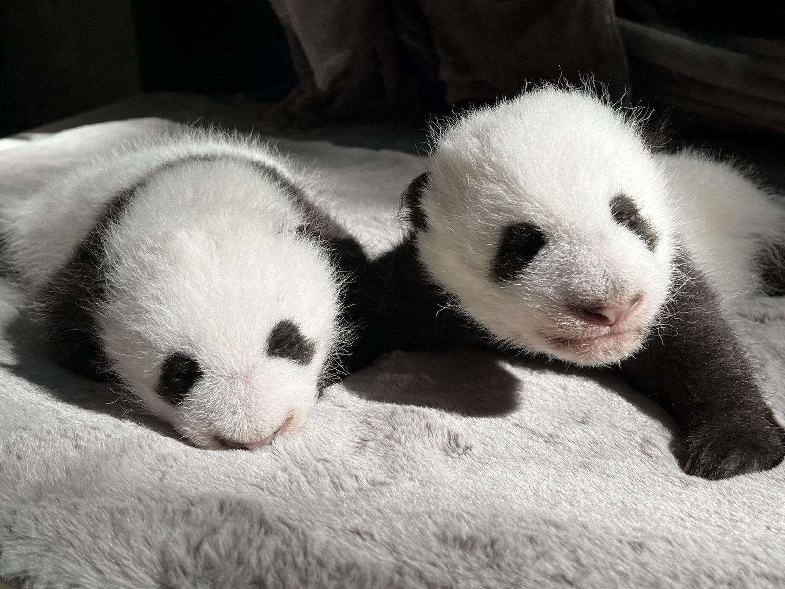 Ya puedes votar los nombres para los gemelos panda nacidos en el Zoo Aquarium de Madrid
