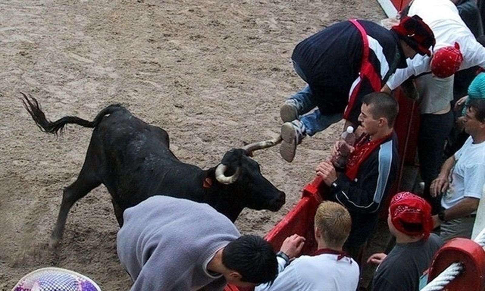 Imagen de archivo de una vaquilla en una plaza de toros