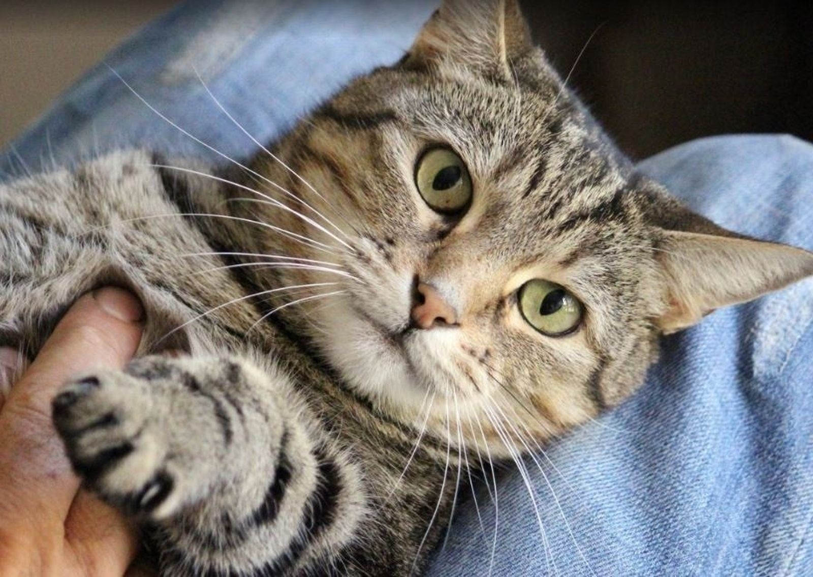 Imagen de un gato