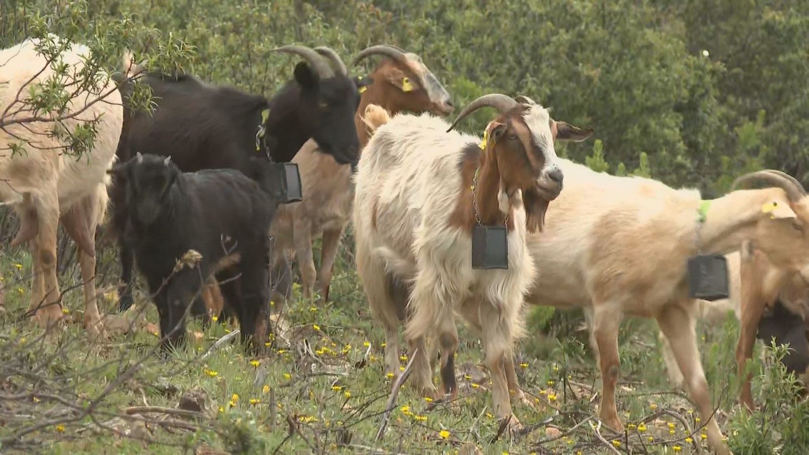 Cabras con GPS para la prevención de incendios forestales