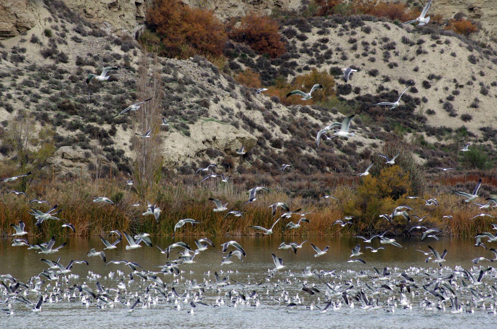 Gaviotas en la Laguna de El Campillo, Parque Regional del Sureste