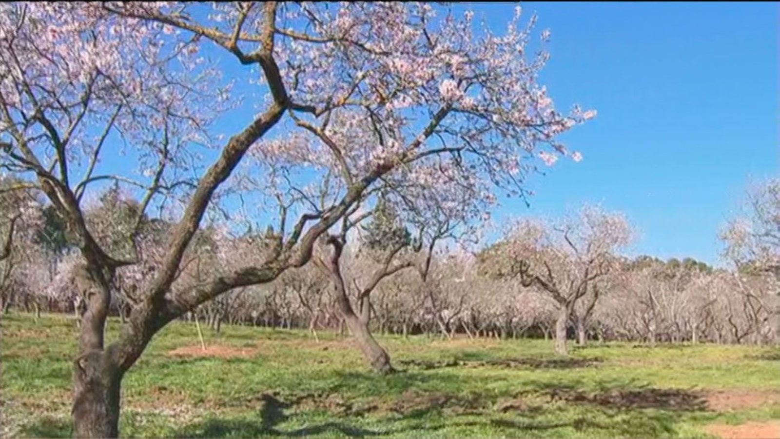 Las cotorras ponen en peligro la estampa primaveral de los almendros en flor de la Quinta de los Molinos