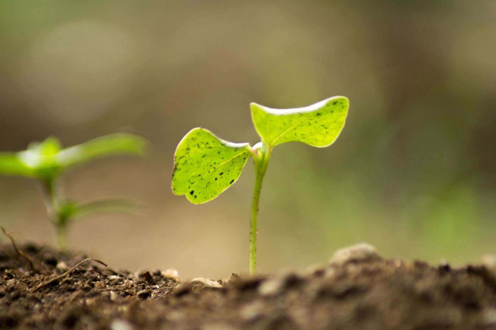 Agricultura
