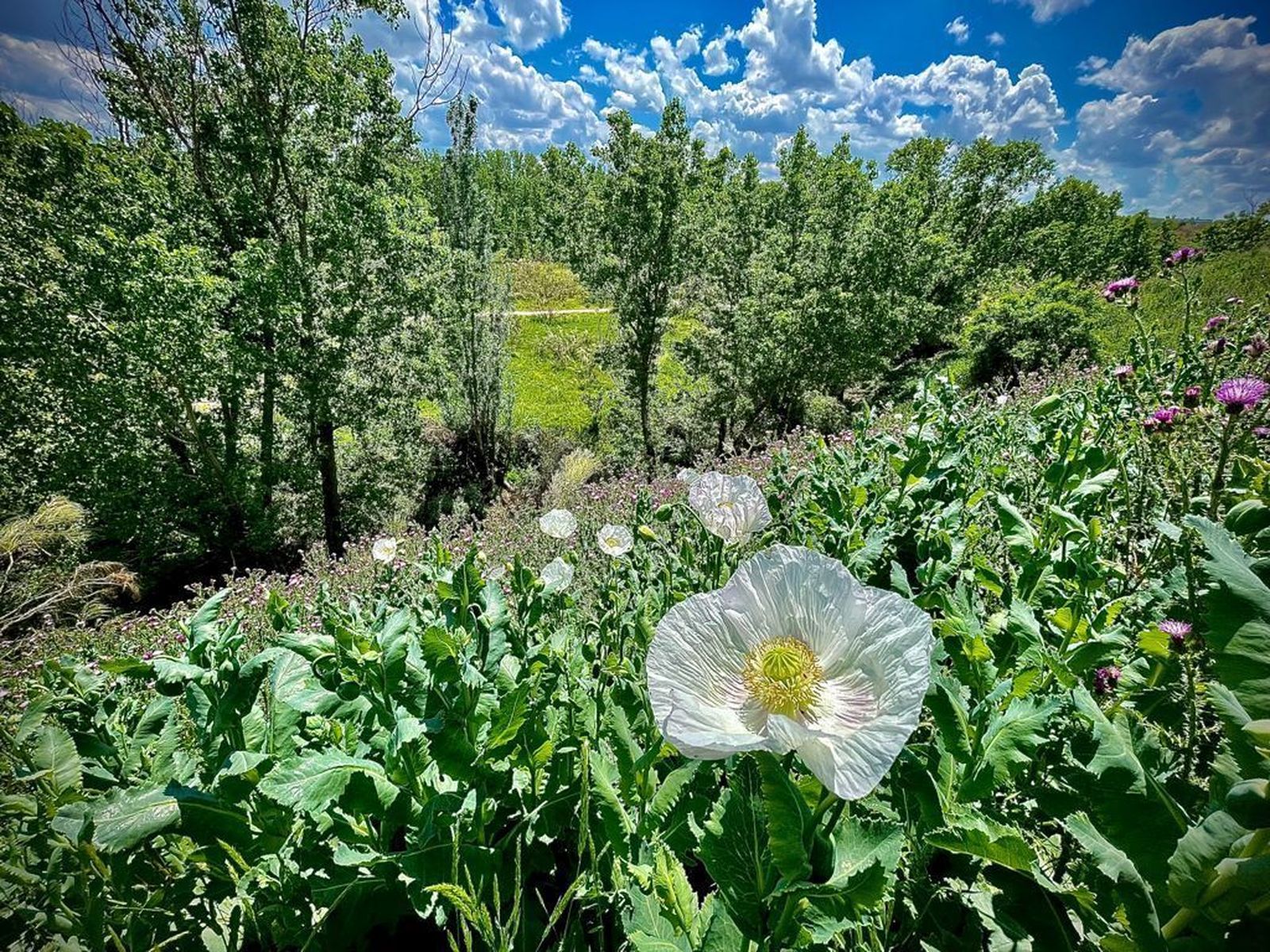 Contemplar la Naturaleza aporta beneficios a la salud mental de los habitantes de ciudades