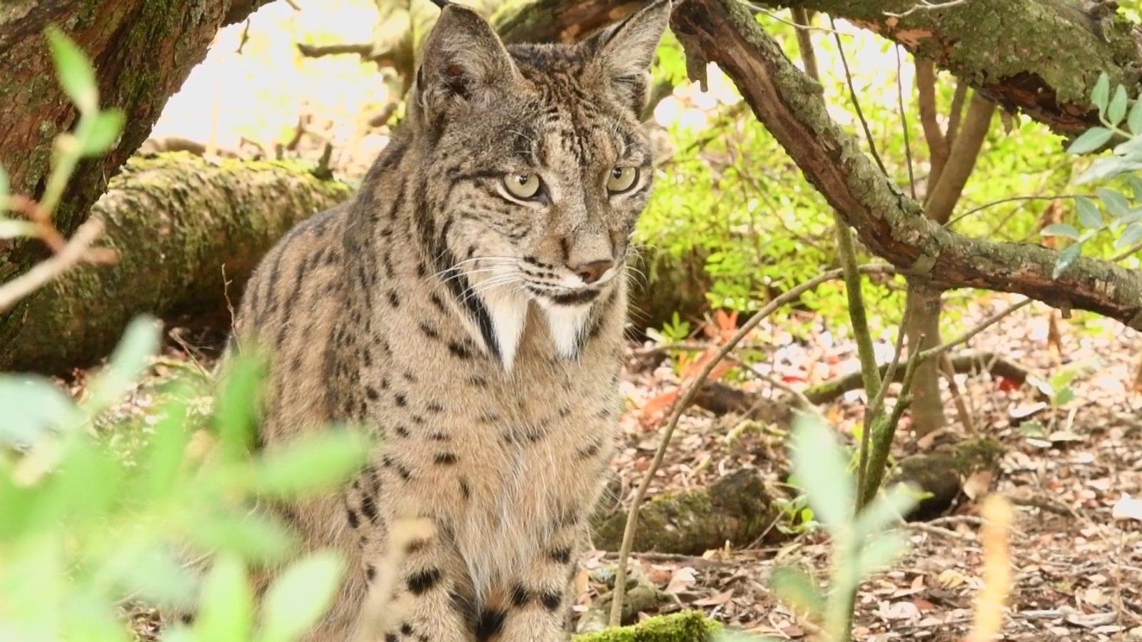 El lince ibérico ya no está en peligro de extinción