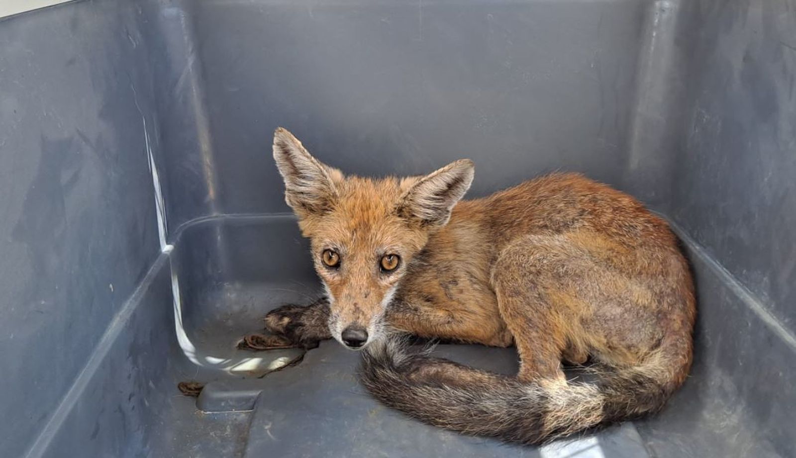 El zorro se había quedado atrapado en una ventana en busca de comida en Hoyo de Manzanares