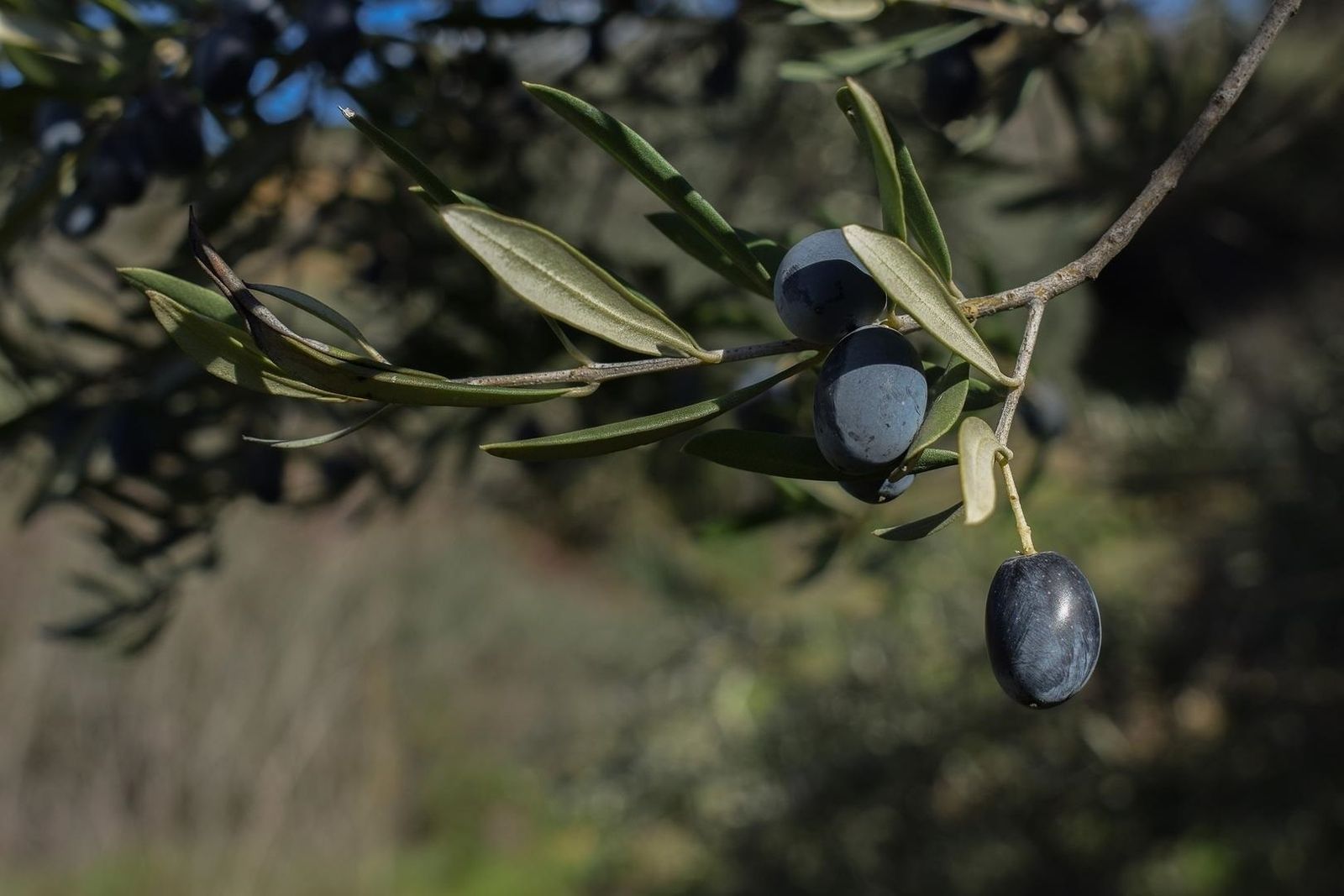Aceitunas negras