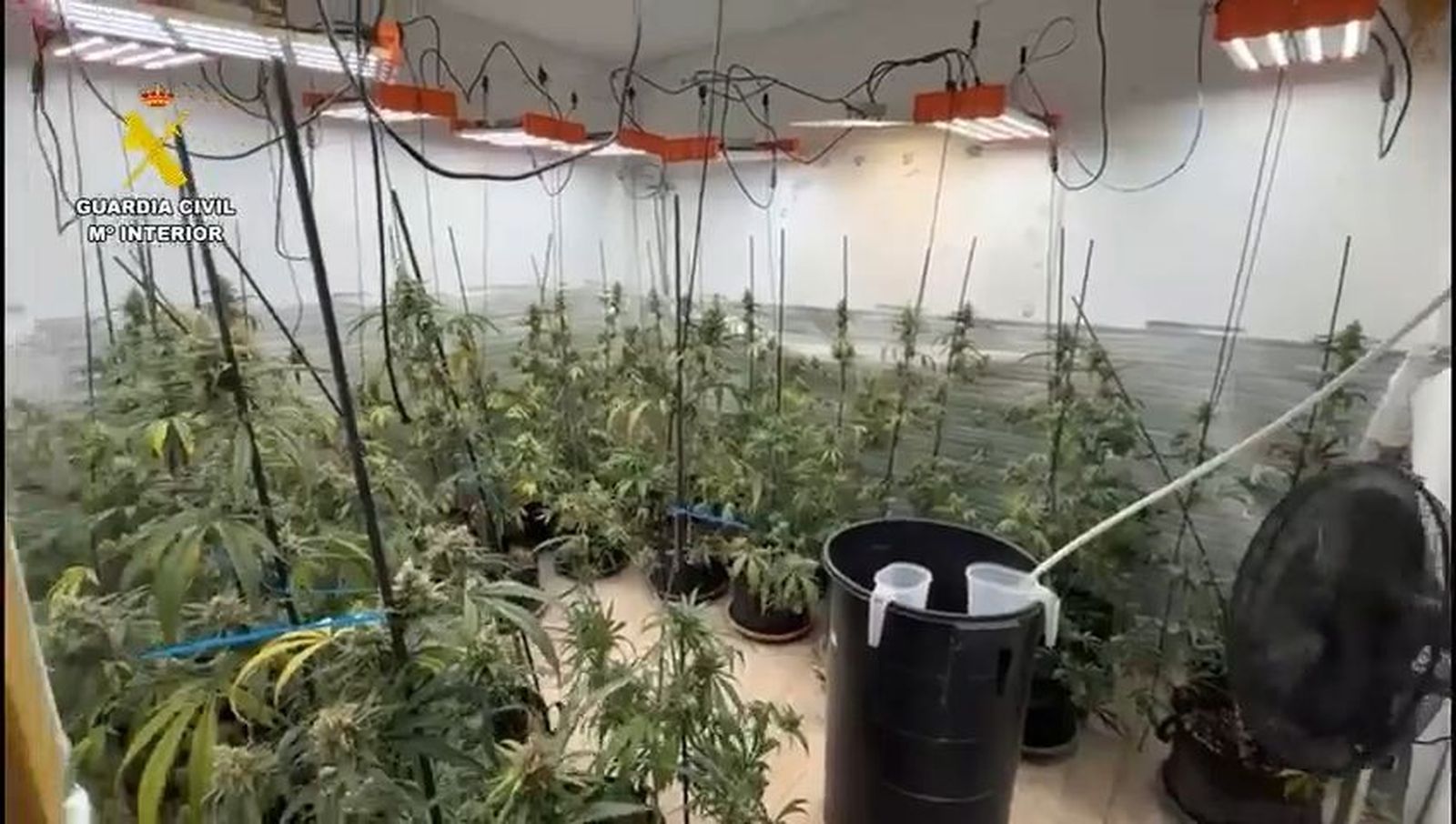 Incautadas 360 plantas de marihuana en la Vega de Chinchón en un operativo con cuatro detenidos