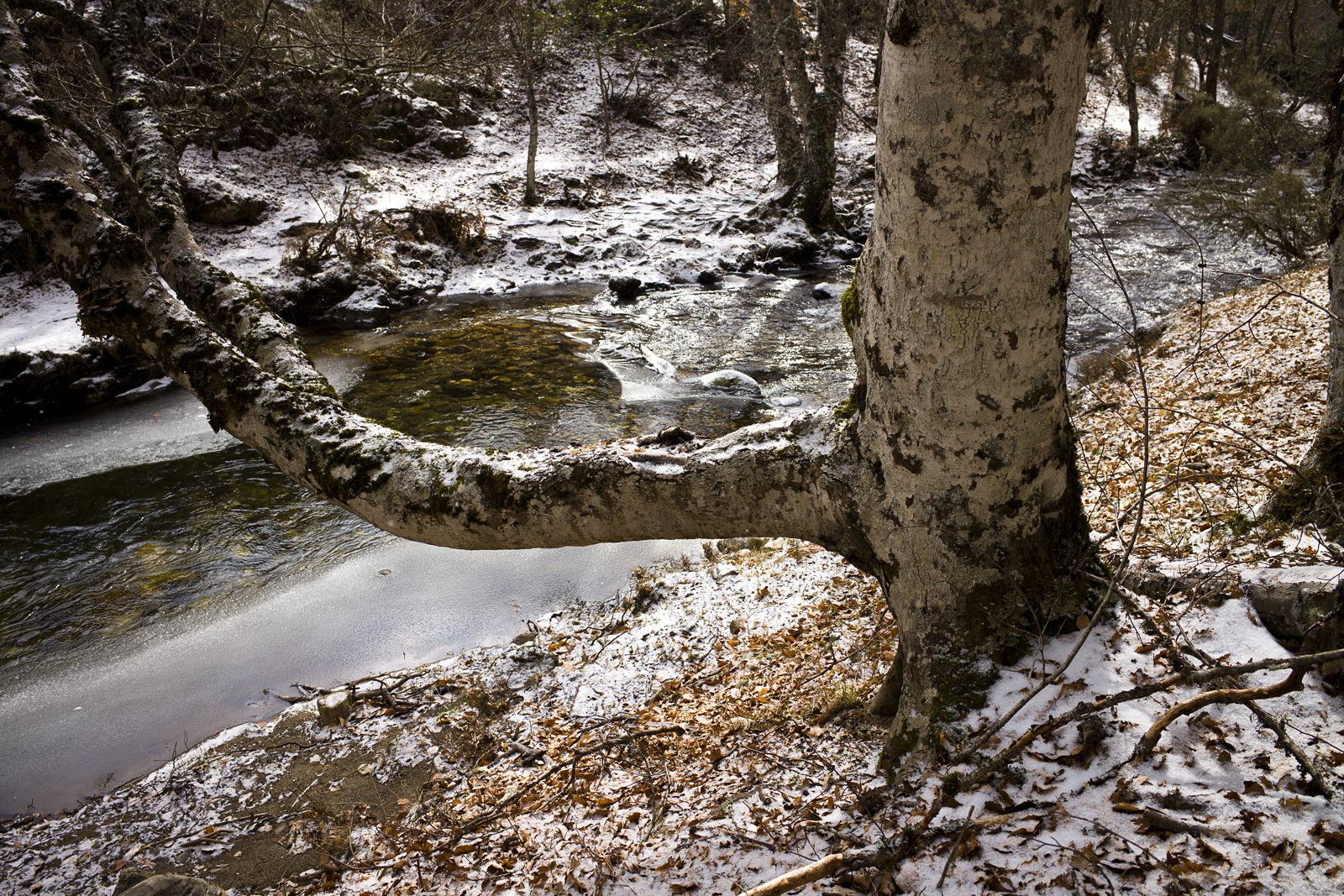 Hayedo de Montejo de la Sierra