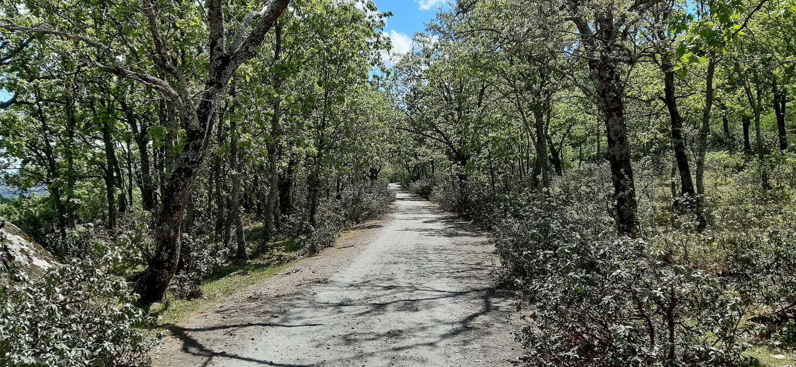 Camino franqueado por robles y jaras en las inmediaciones de Bustarviejo