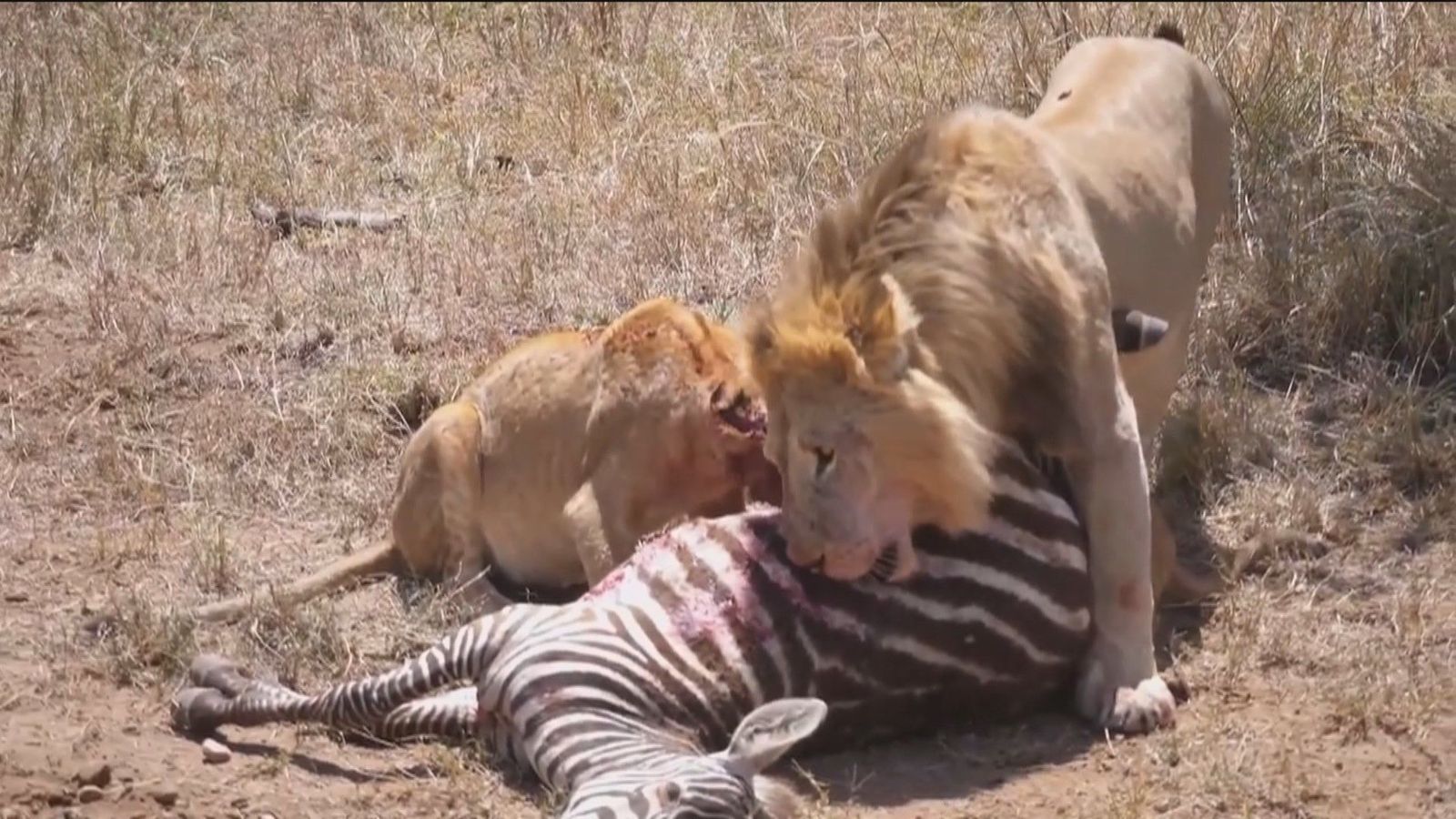 'Terror' en un zoo alemán: leones comen una cebra ante los niños