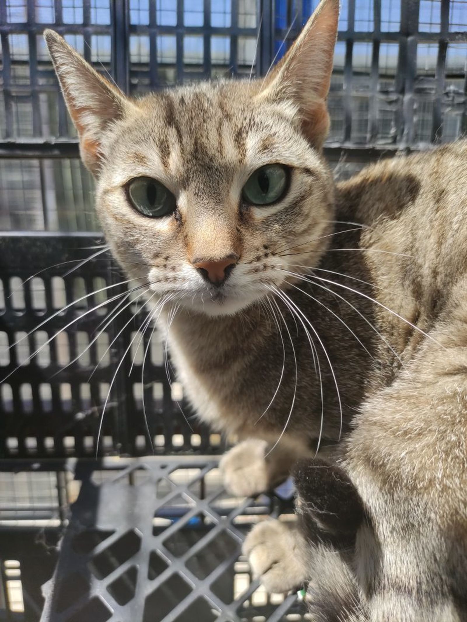 Mercedes, uno de los animales que está a la espera de adopción en el CICAM de Majadahonda