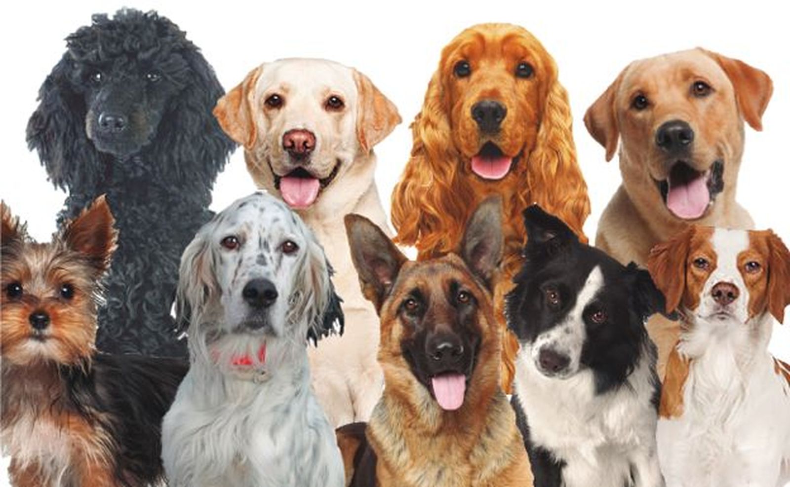 ¿Un impuesto perruno de 9 euros?