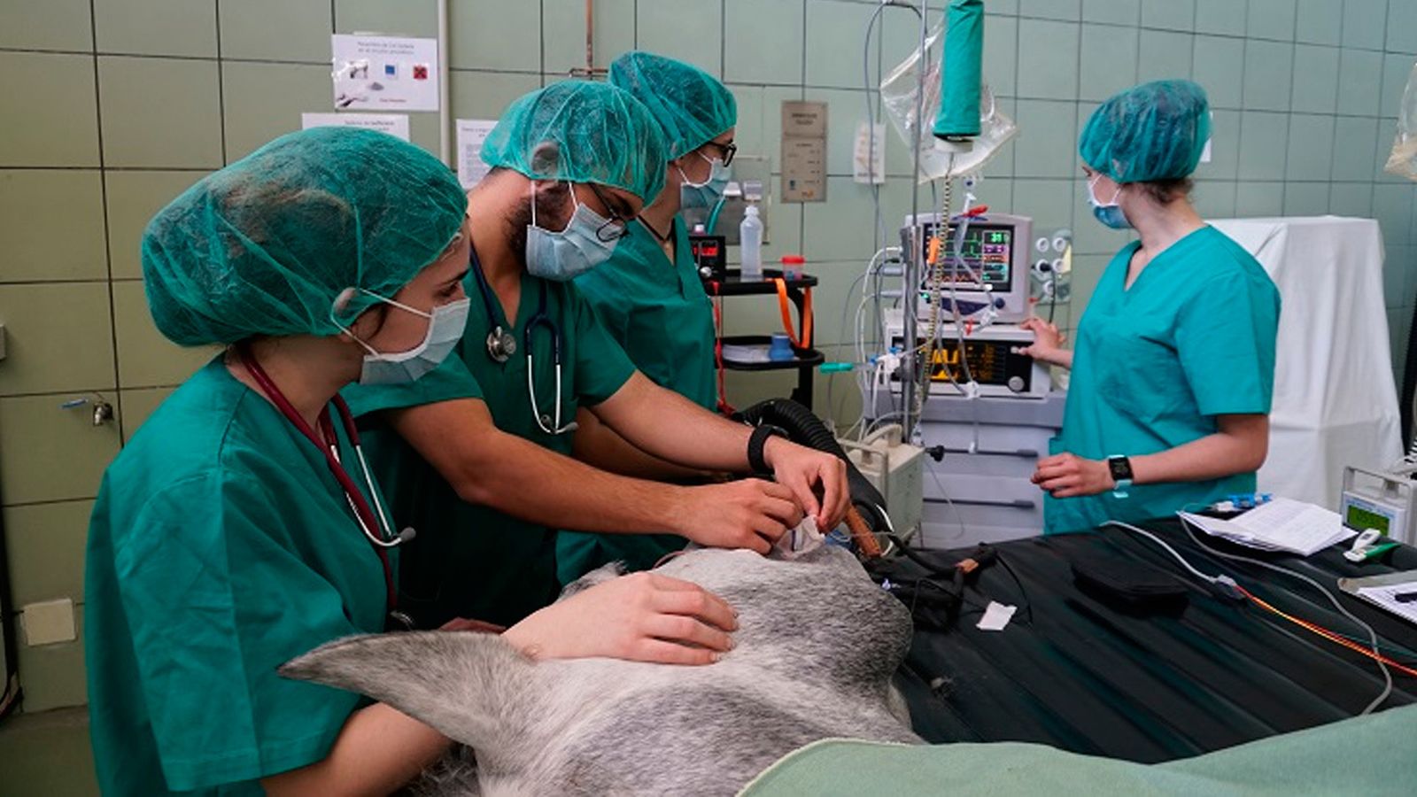 Médicos del Hospital Clínico Veterinario de Madrid intervienen a un caballo