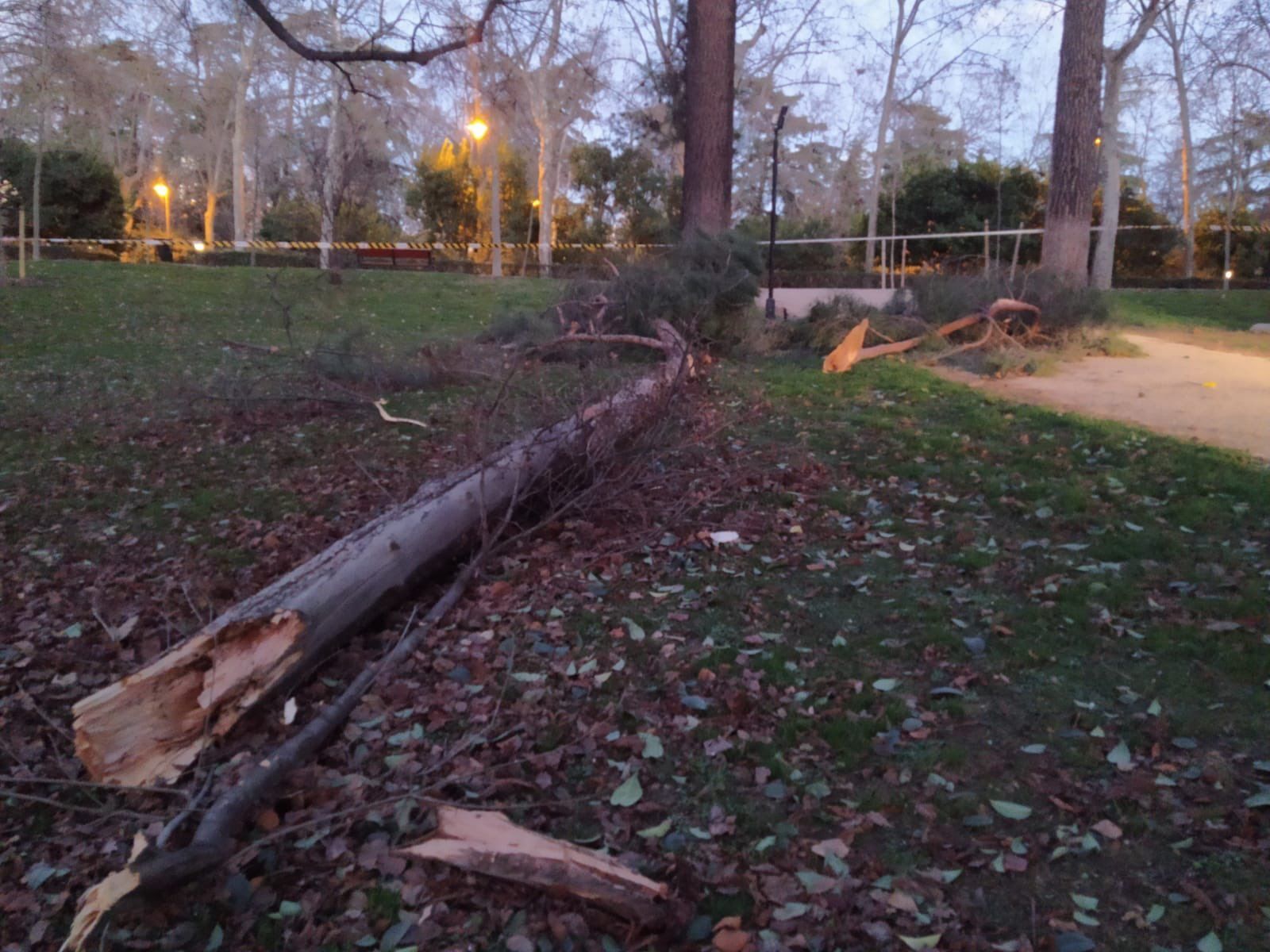 Árbol caído en El Retiro