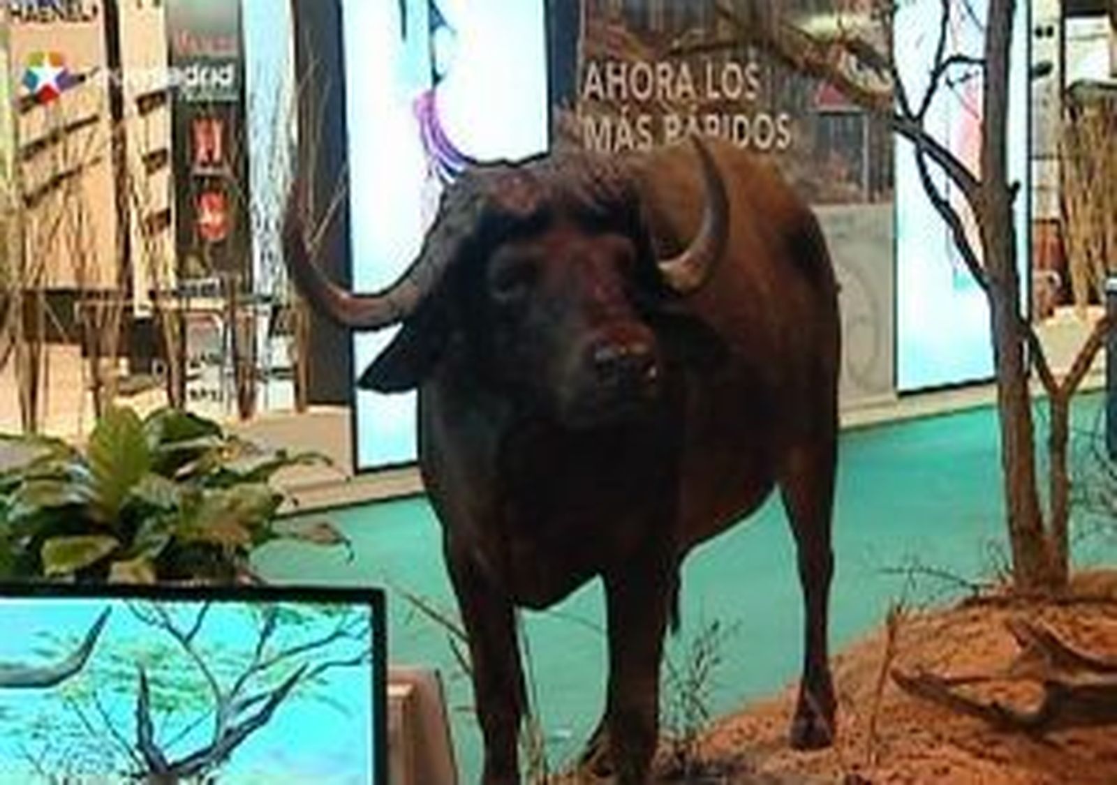 Las mejores ofertas en la feria de buceo Dive Travel Show de Madrid