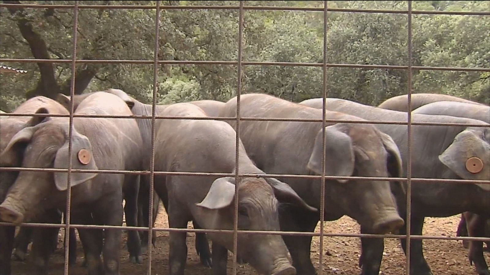 Una ganadera de Jabugo lanza una iniciativa para apadrinar un cerdo ibérico