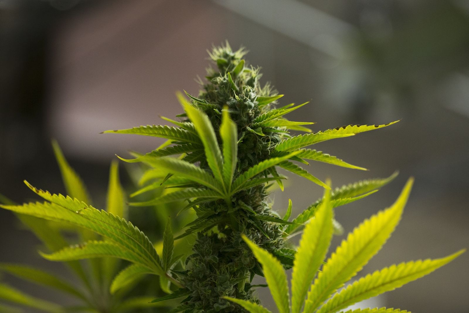 Planta de marihuana en una empresa de la industria del cannabis medicinal