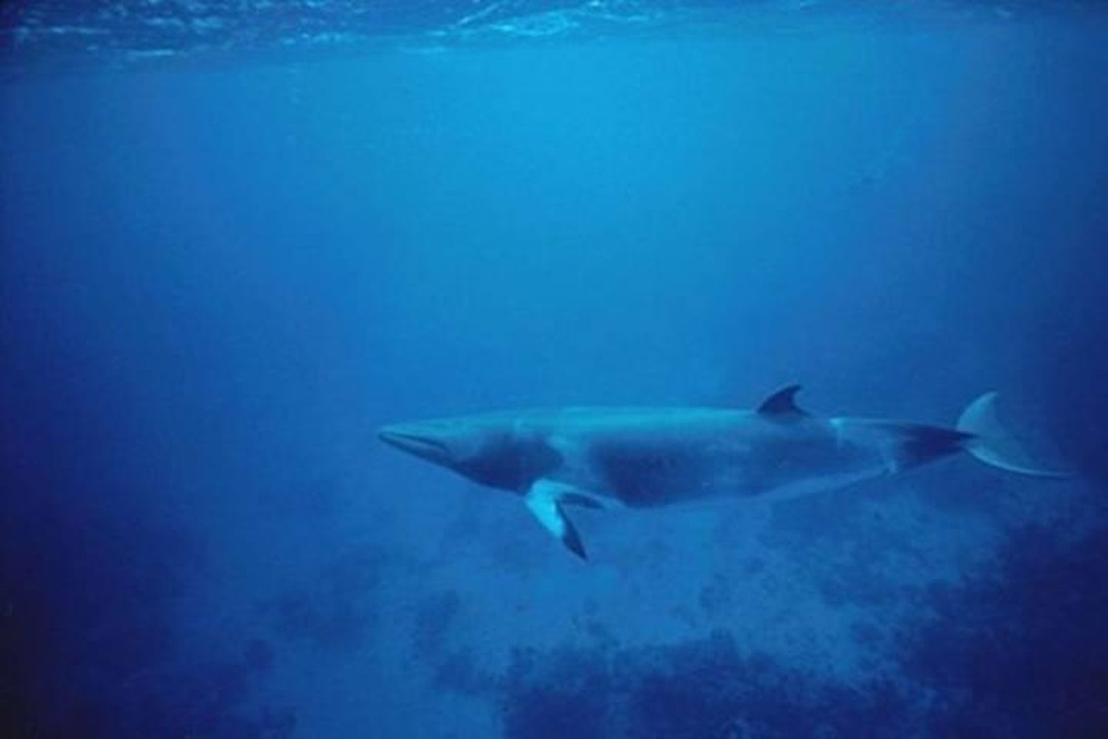 ballenas_caza