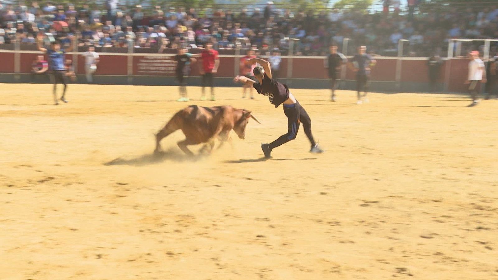 Encierro, toreo de salón y novillada en las fiestas de Galapagar