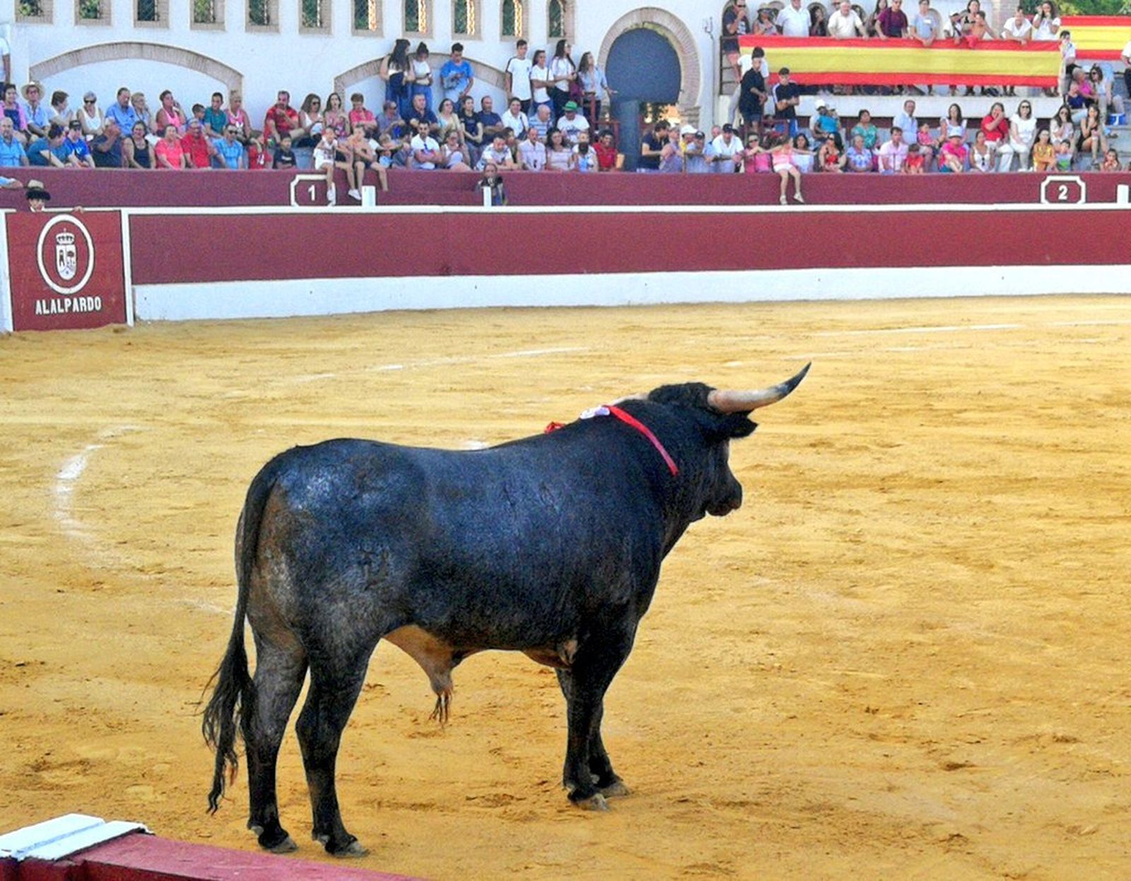 Imagen de un toro en la plaza de Alalpardo