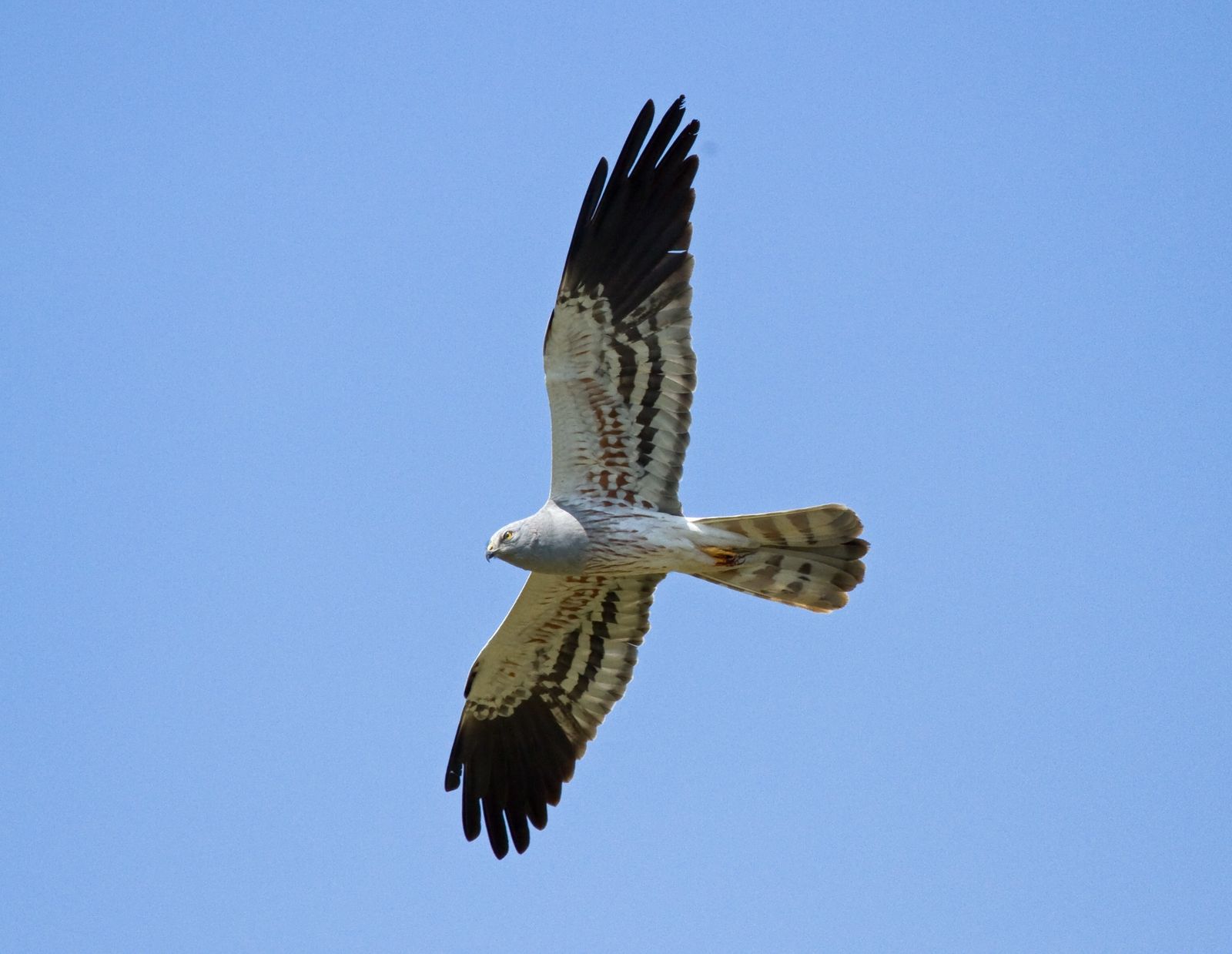 Un ejemplar de aguilucho cenizo en vuelo