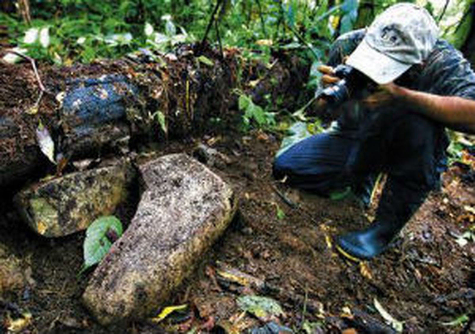 Selva de Honduras