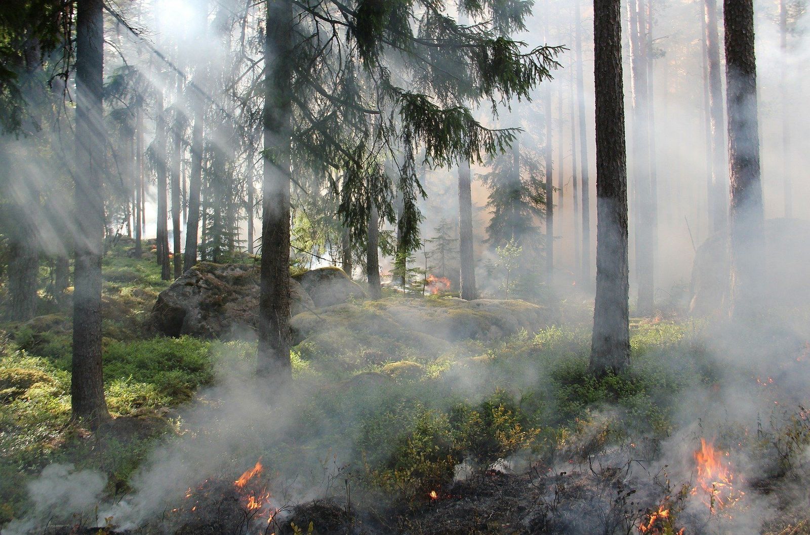 ¿Cuánto tarda la naturaleza en recuperarse de un incendio?
