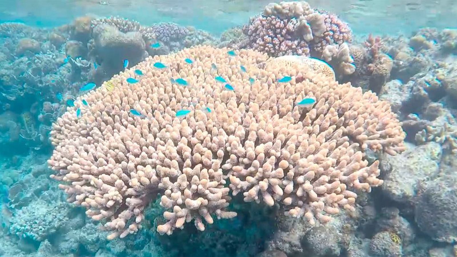 Madrileños por el mundo, Australia: Las maravillas de la Gran Barrera de Coral