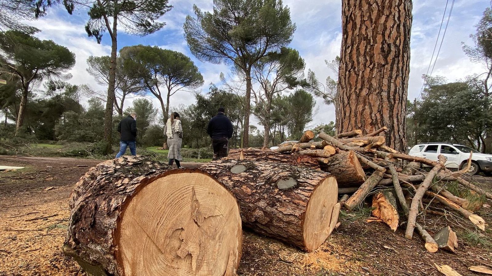 Ramas y troncos retirados en el Monte del Pilar de Majadahonda