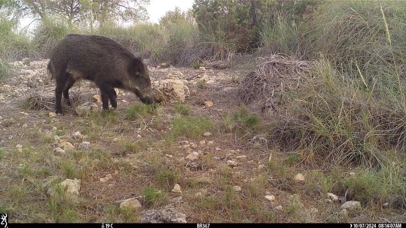 Un jabalí en un terreno de la Sierra