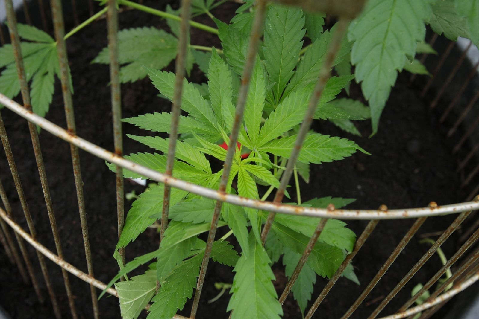 Cultivo de cannabis