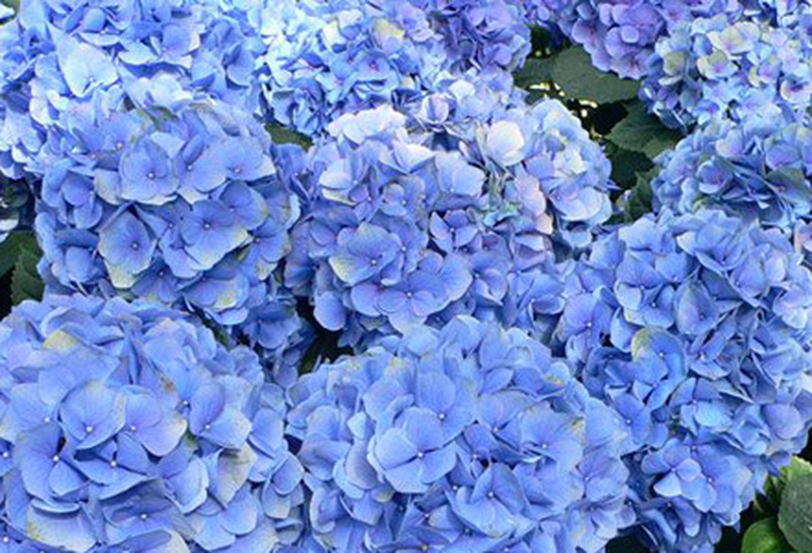 hortensias26