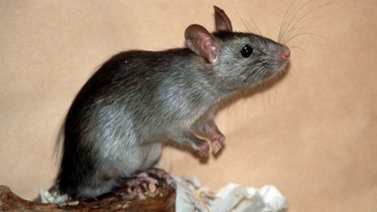 Ratón