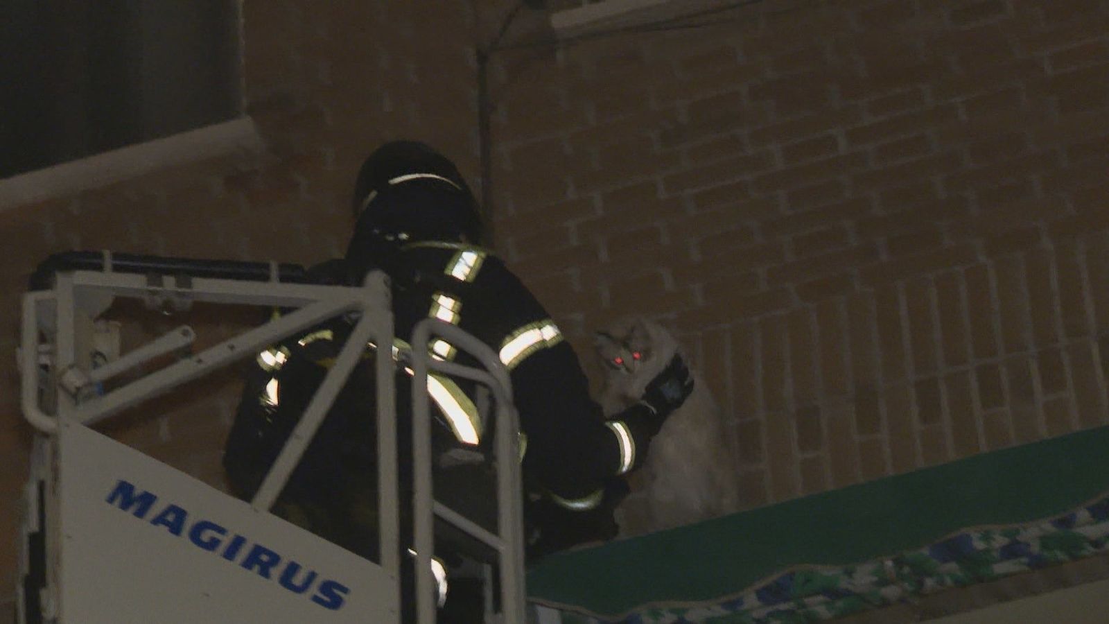 Los bomberos de Madrid rescatan un gato en Vallecas