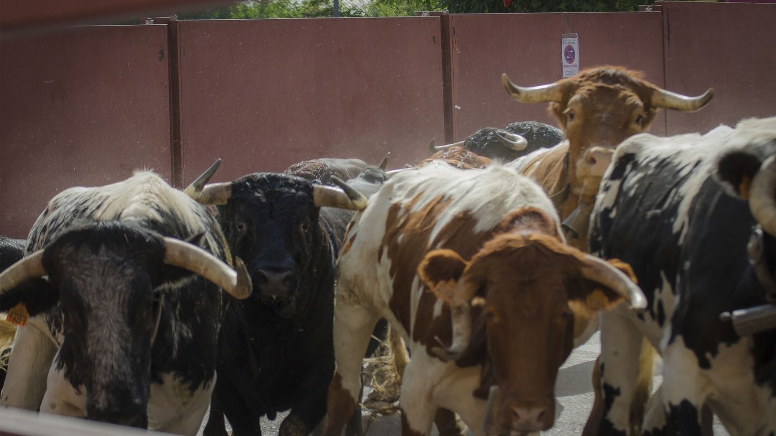 Tres heridos leves en el primer encierro de las fiestas de Villalba