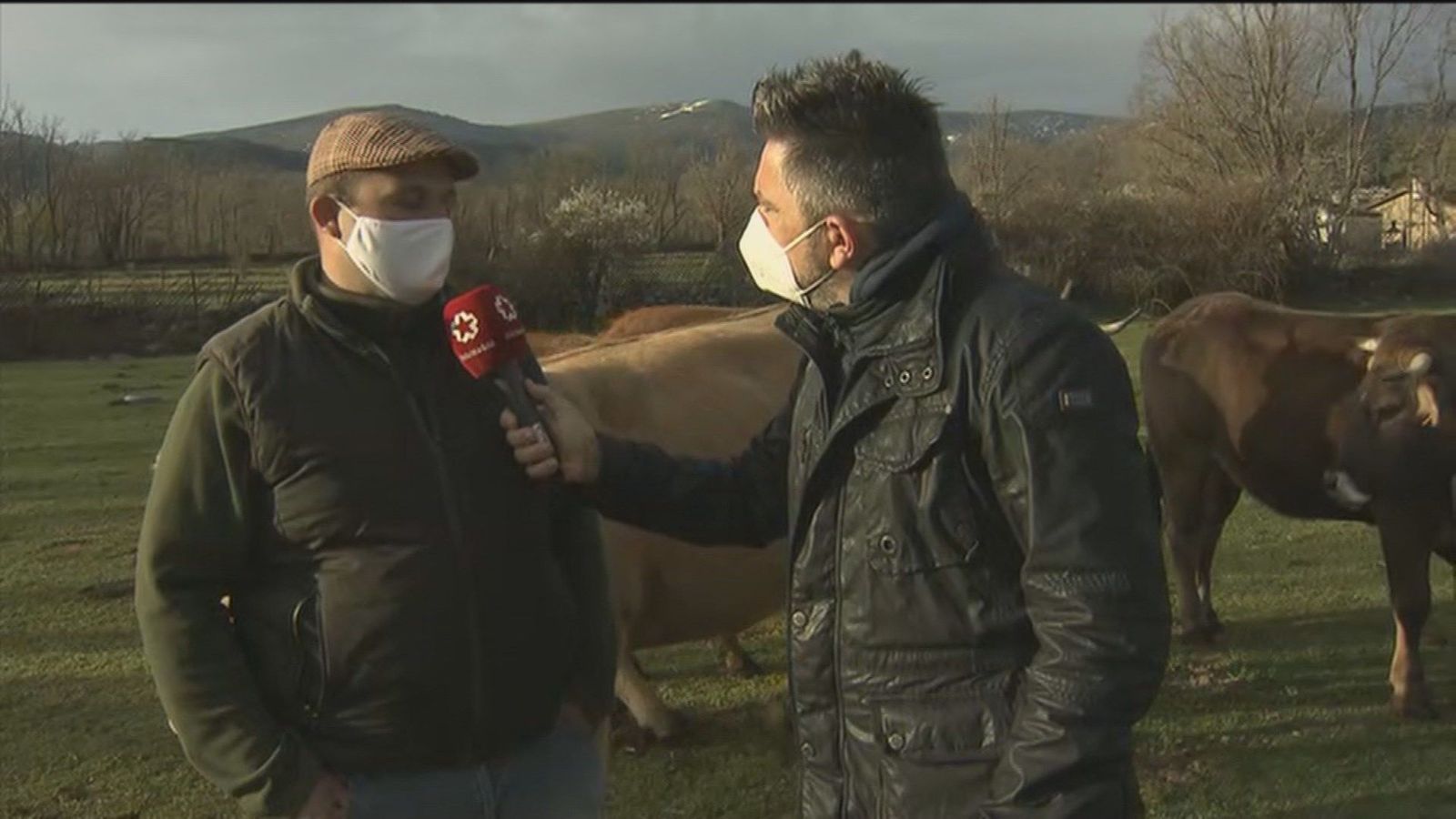 'Del ganadero a tu casa', ya es posible comprar la carne de la Sierra Norte de Madrid directamente por internet