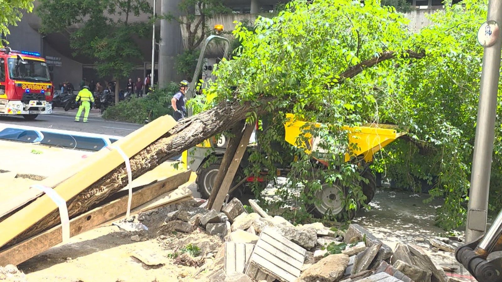 Un árbol de grandes dimensiones colapsa en plena acera de Conde de Peñalver durante unas obras