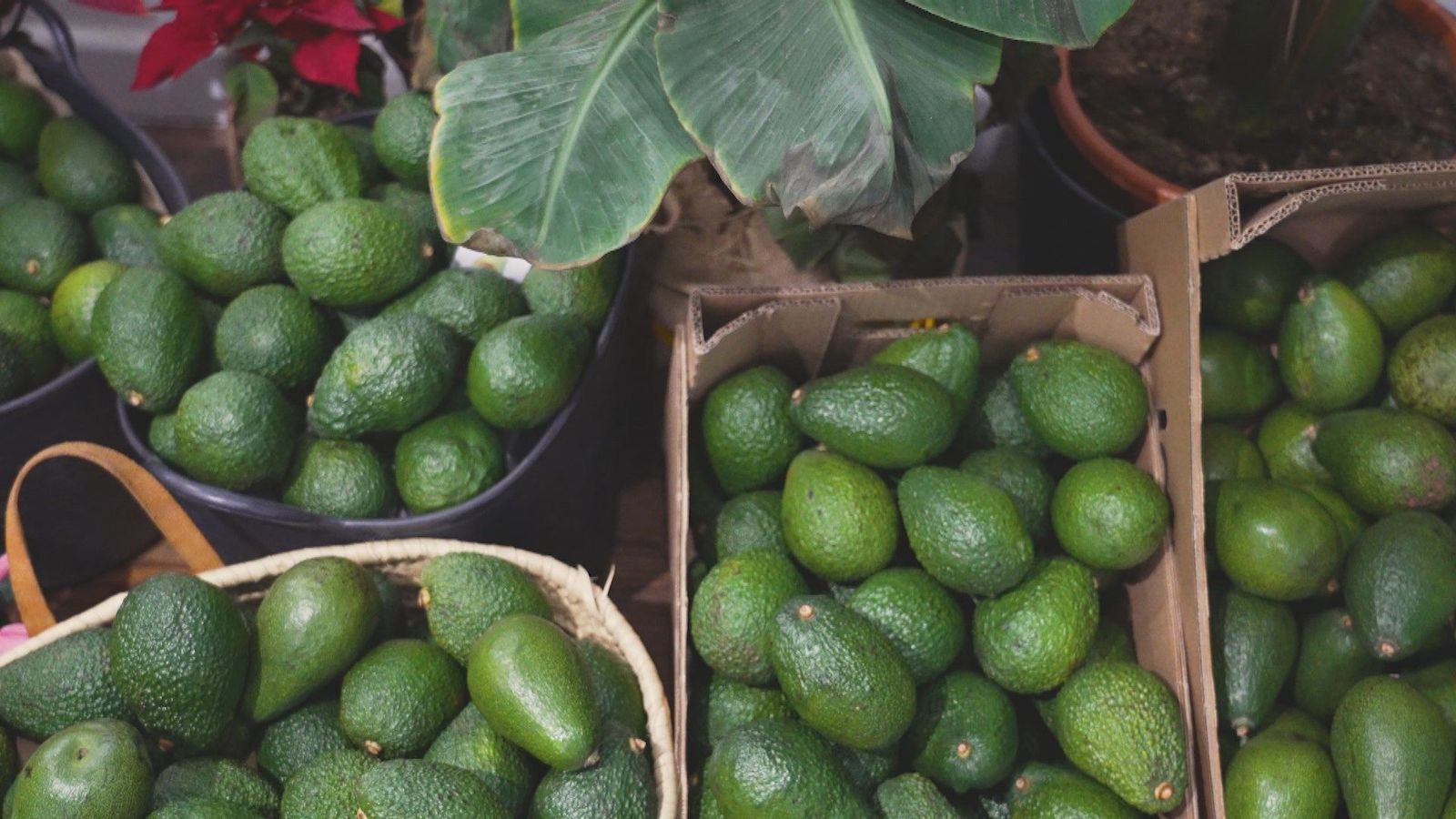 Los mejores aguacates de La Palma llegan al centro de Madrid