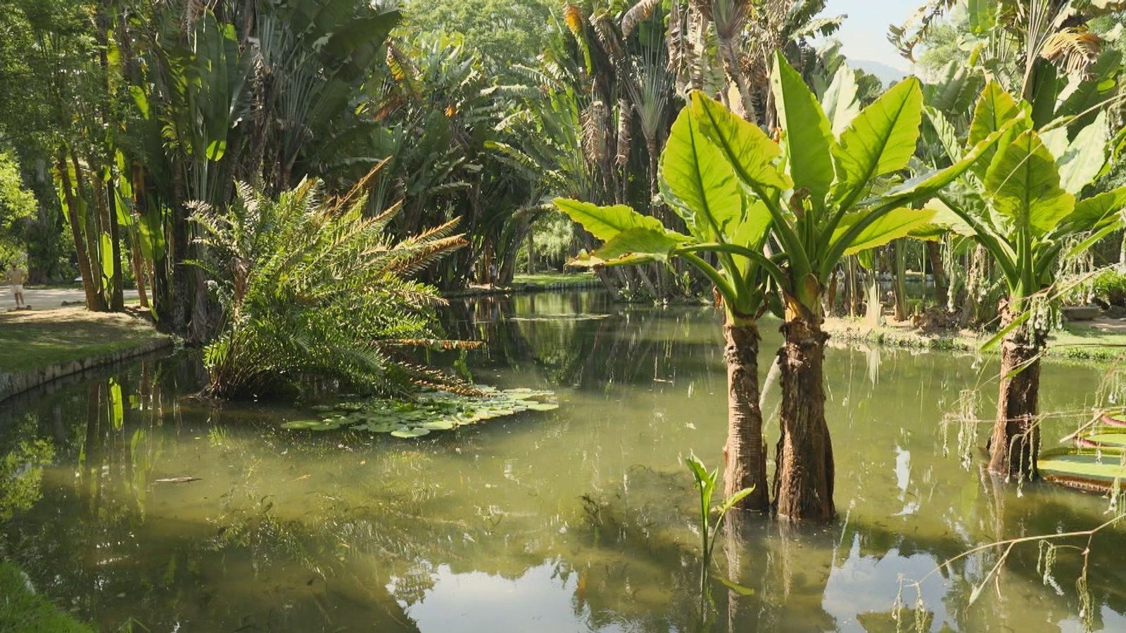 El Jardín Botánico de Río de Janeiro, una joya natural