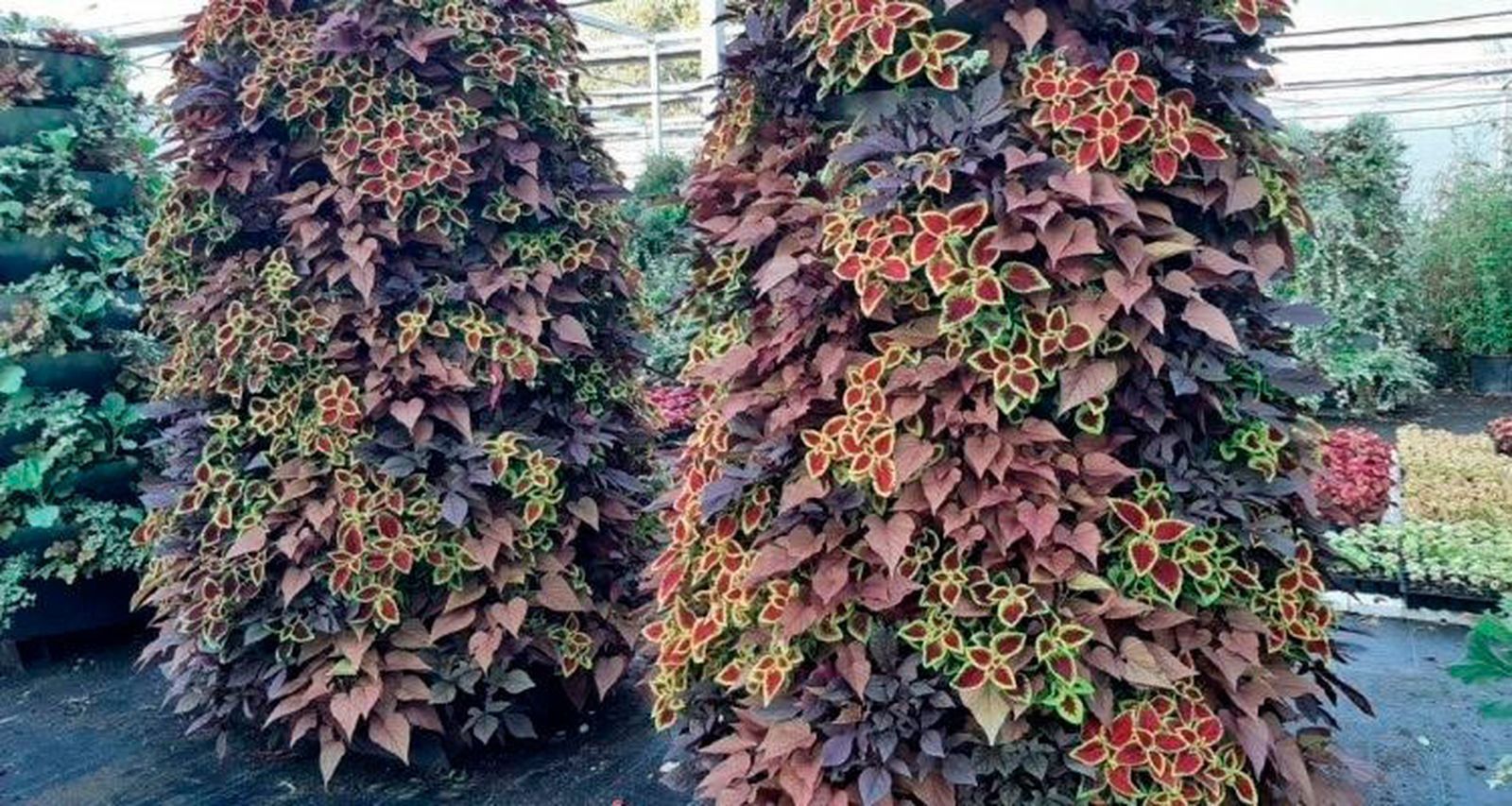 El Ayuntamiento da la bienvenida al otoño colocando 66 pirámides vegetales en varios puntos de la capital