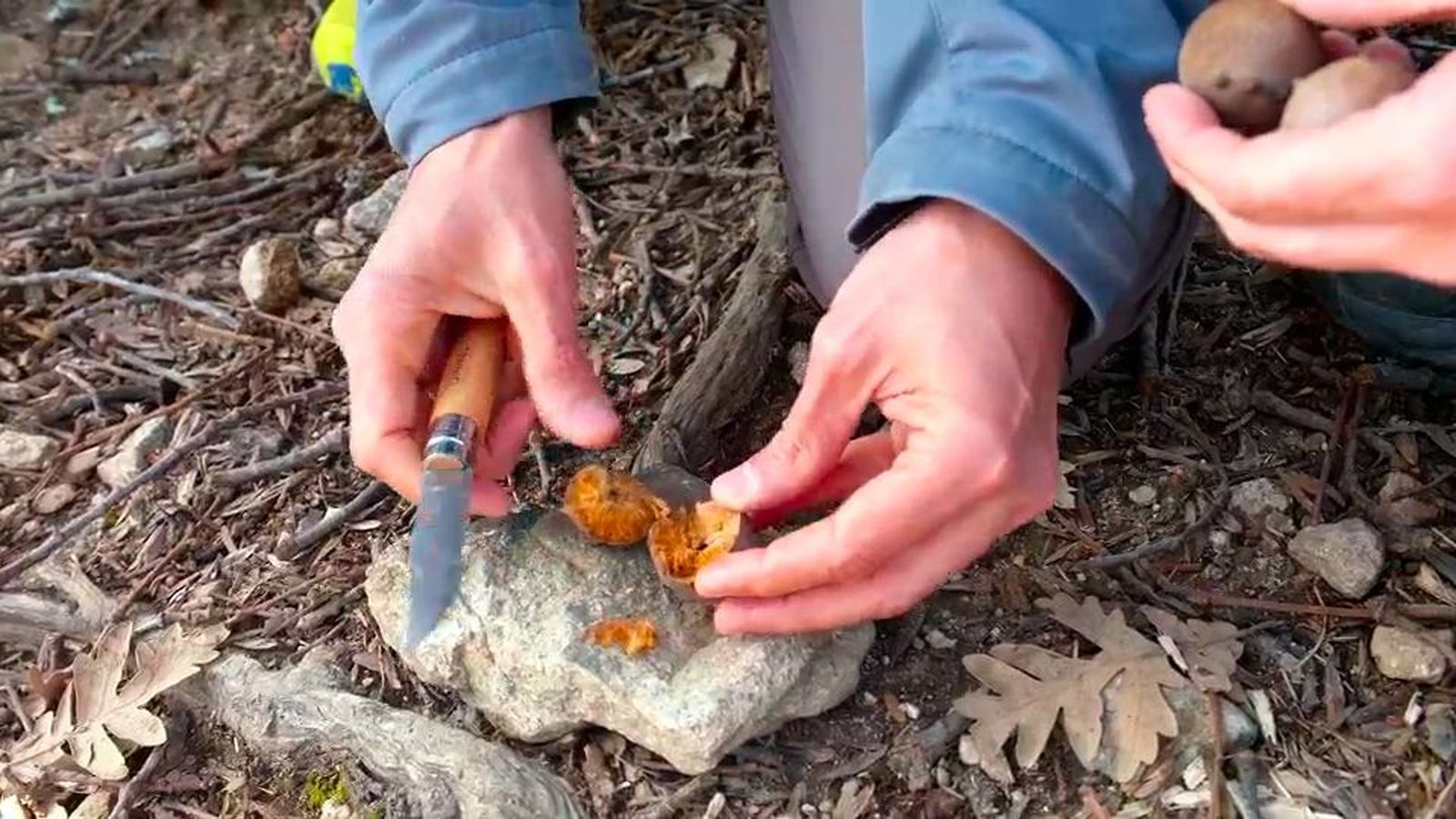 La botica natural en la sierra de Guadarrama