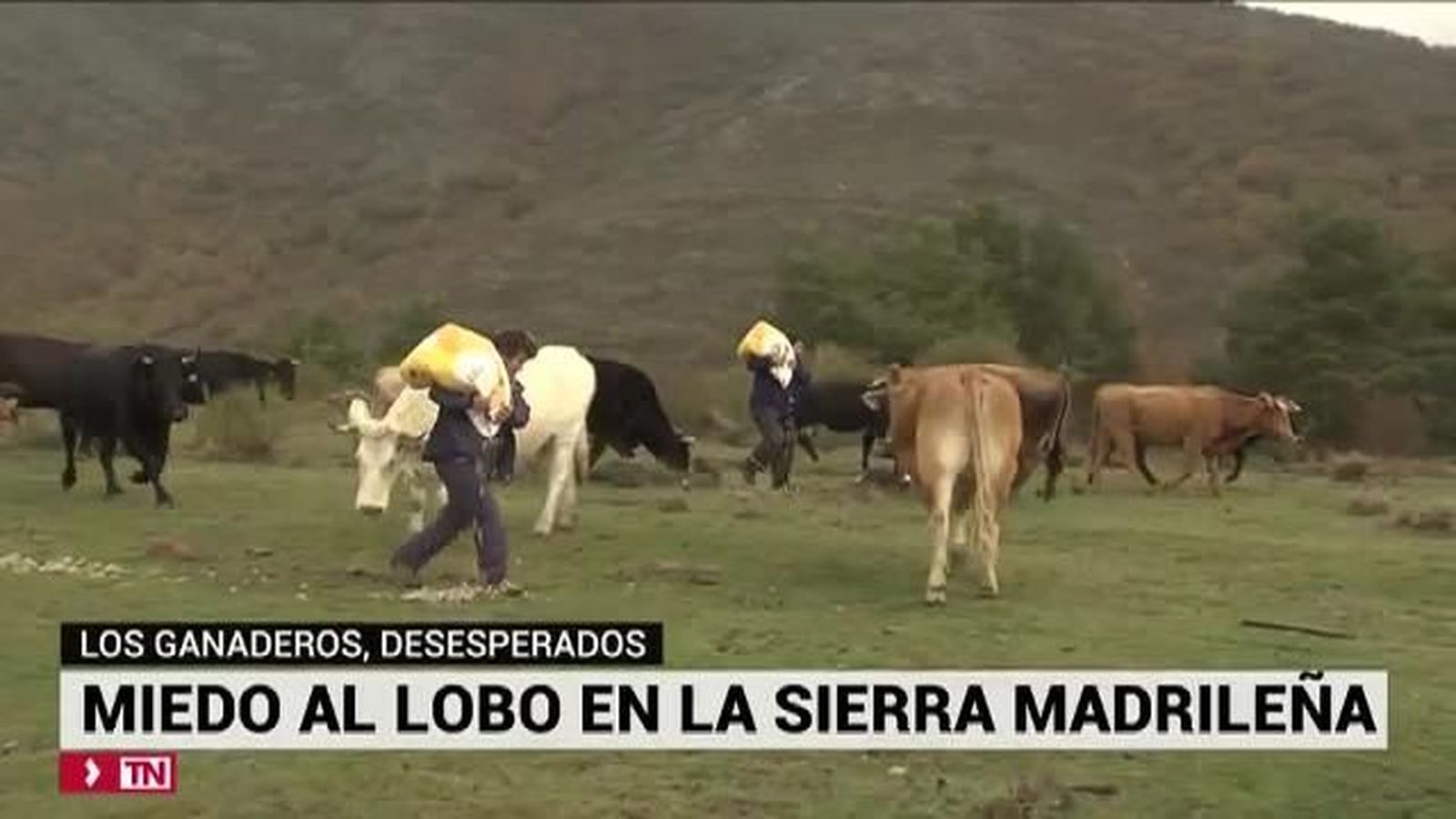 Los ganaderos, desesperados: miedo al lobo en la Sierra madrileña