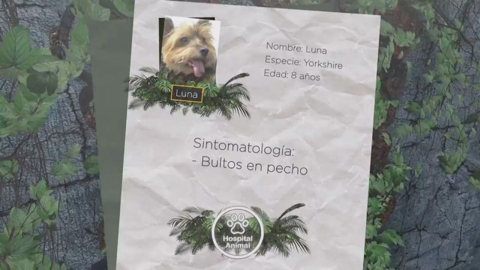 Hospital animal: Capítulo 8