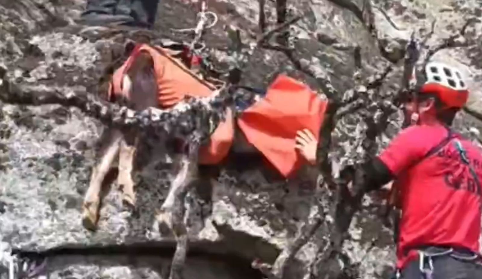 Rescatan dos cabras famélicas atrapadas en un risco de La Cabrera