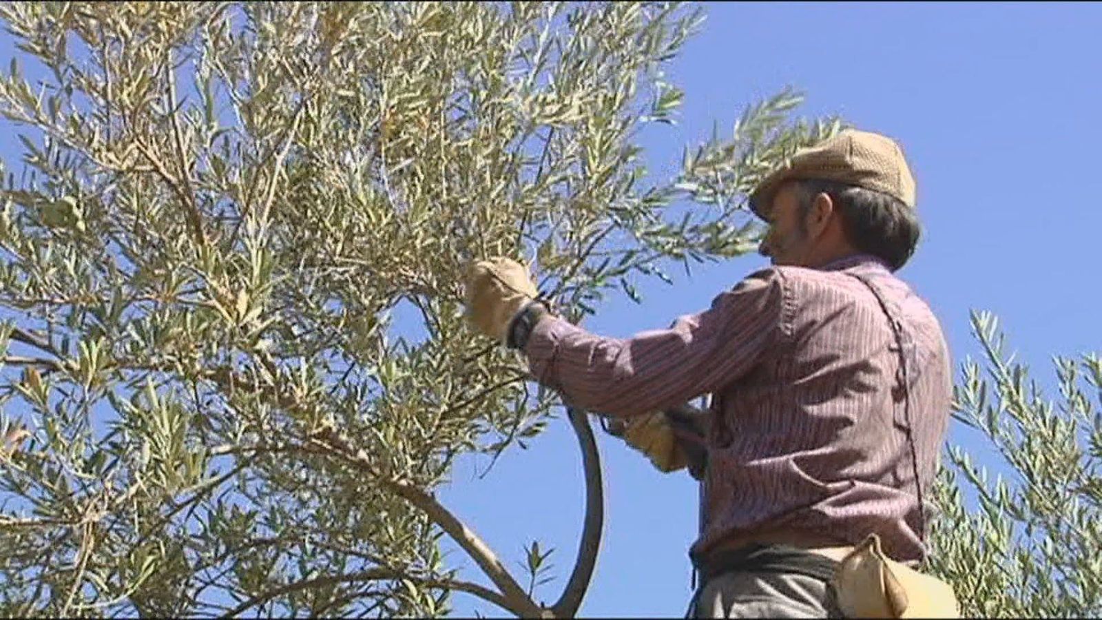 La producción de aceite de oliva podría resultar insuficiente para cubrir la demanda