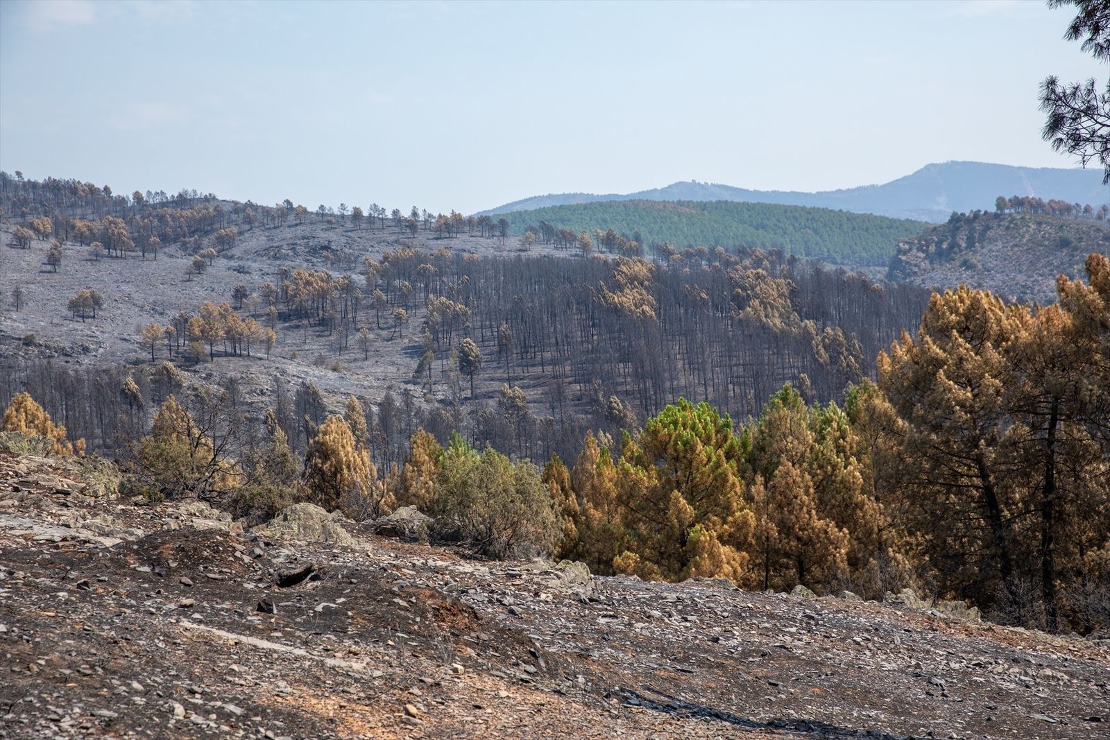 Terreno quemado por el incendio forestal en La Mierla