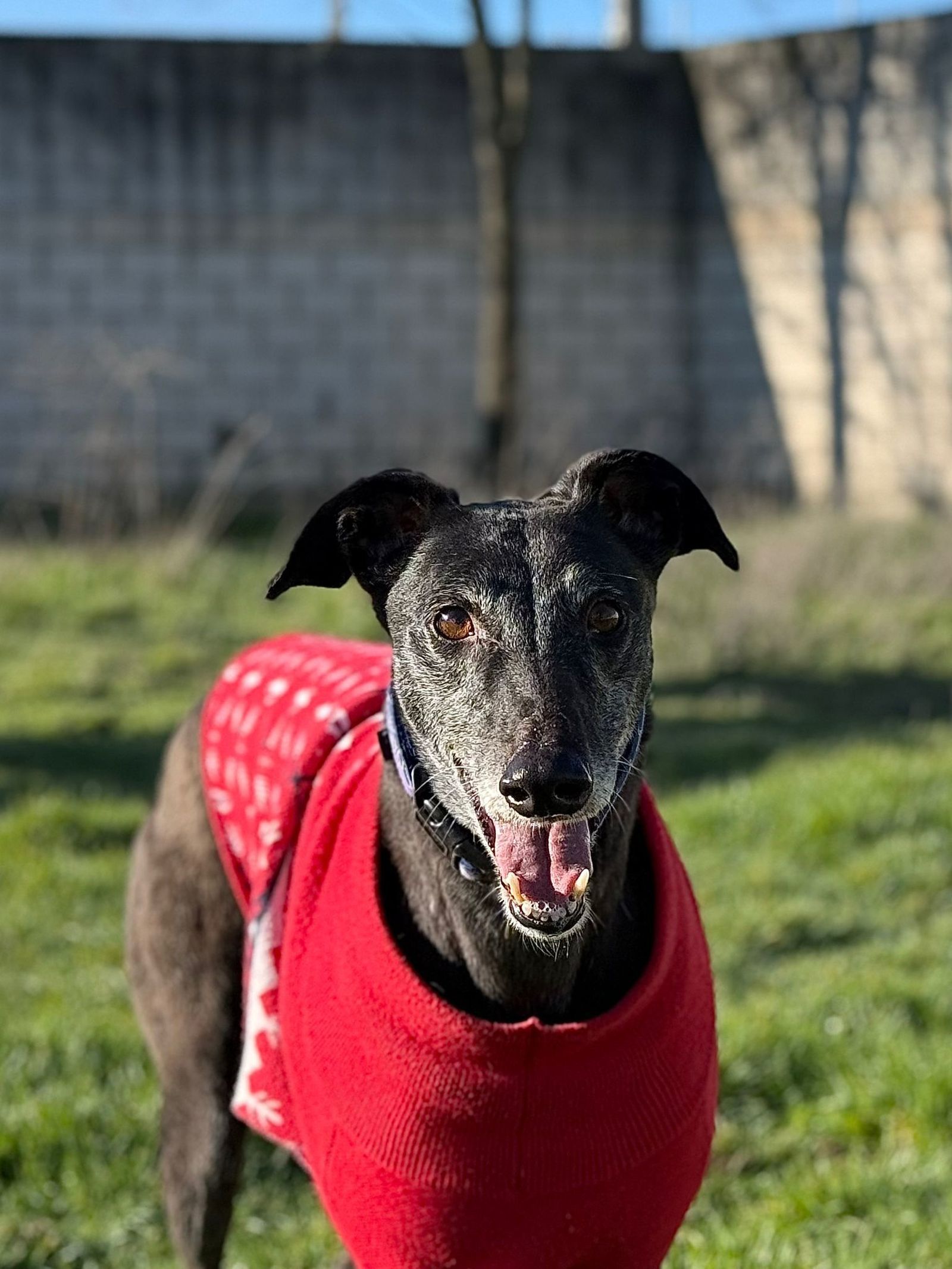 'Cubana', una galga pendiente de adoptar en el Centro de Protección Animal de Fuenlabrada