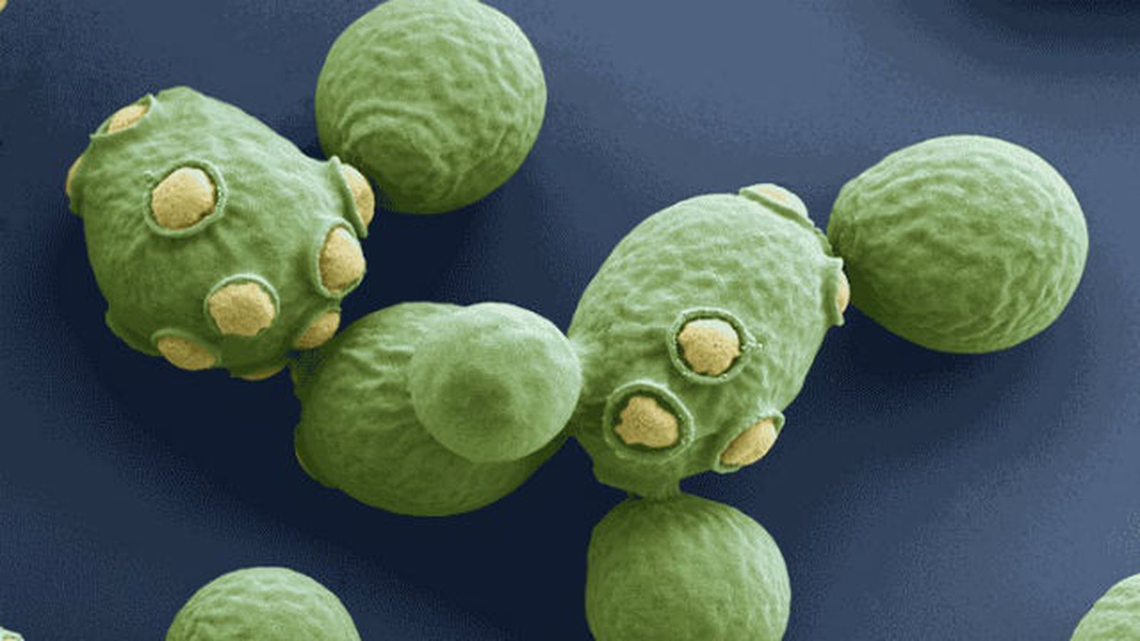 Las levaduras, unos parientes lejanos claves para las ciencias de la vida