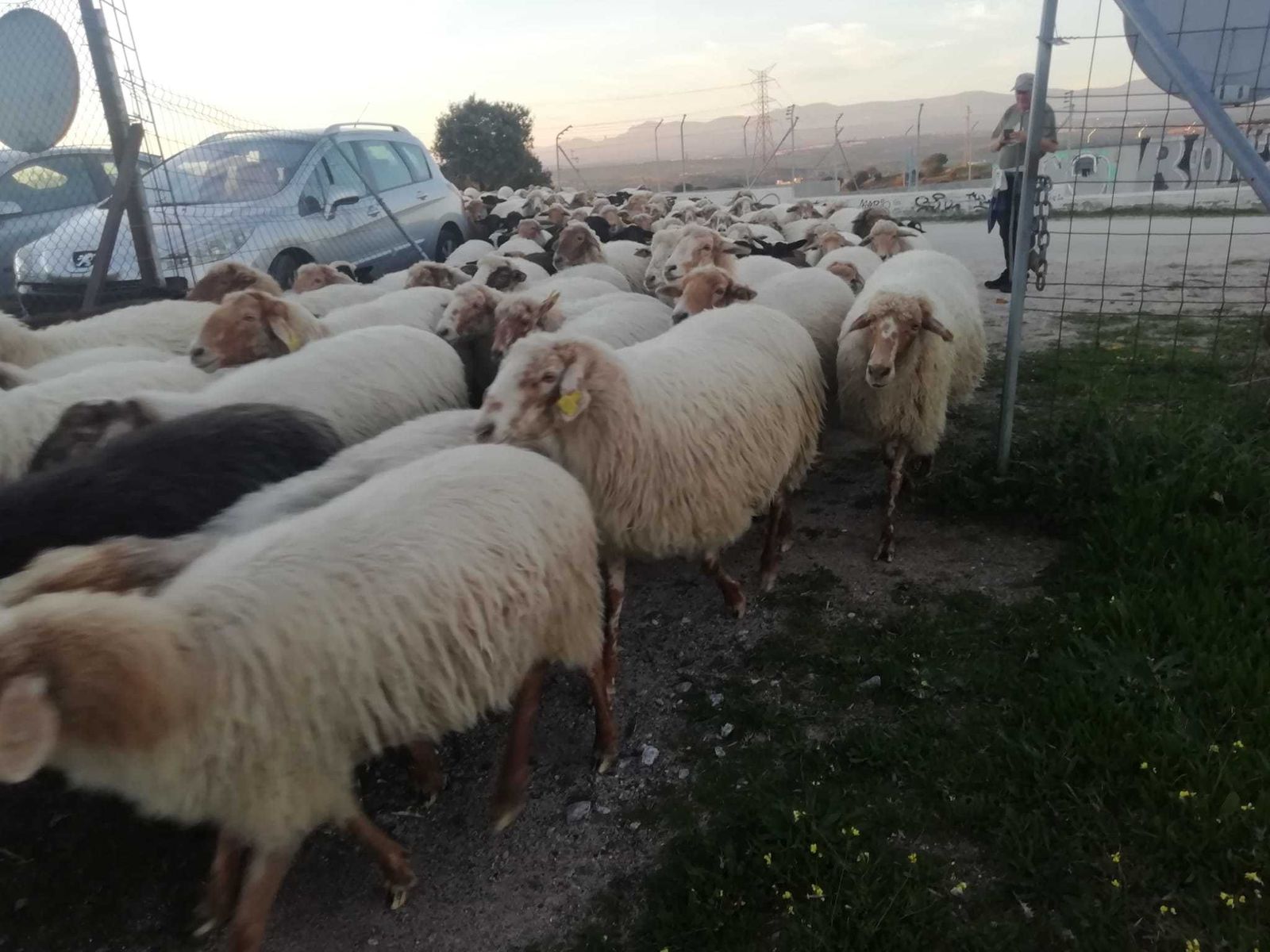 Entrada de las ovejas en el término municipal de Madrid camino de la Universidad Autónoma